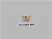 藏品(螟蛾197)的圖片